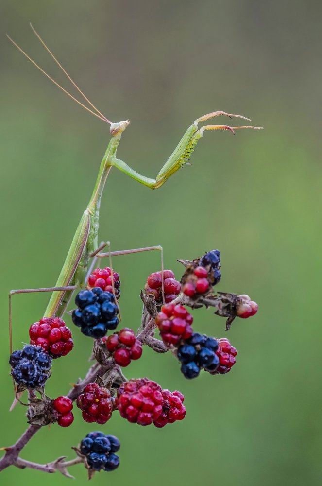 Photograph by Михаил Домешек