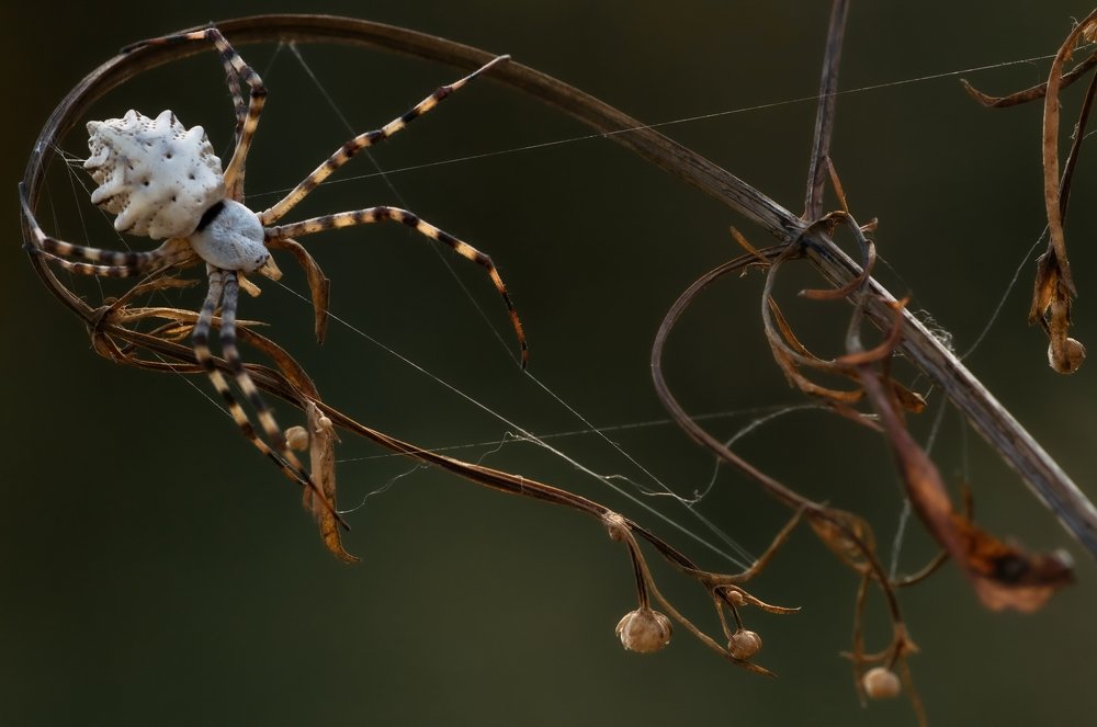 Photograph by Михаил Домешек