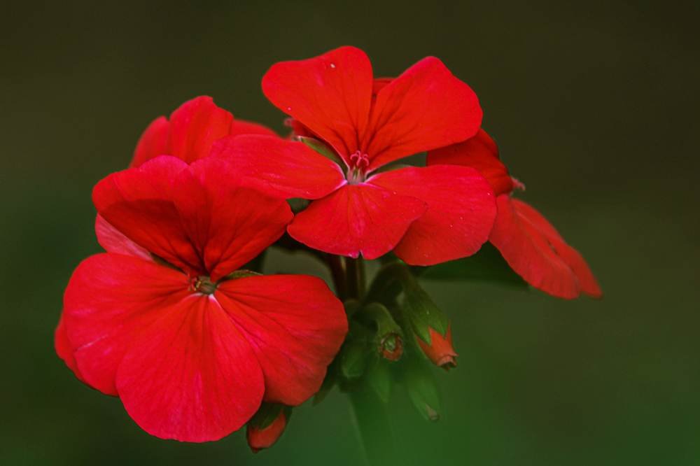 Photograph by Galina Rashap