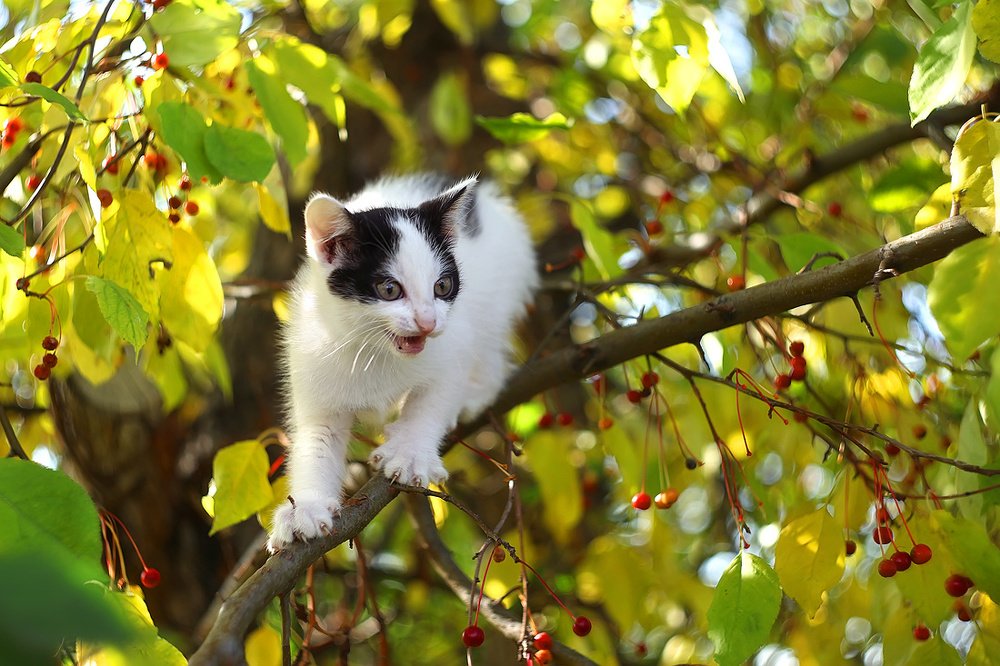 Photograph by Sokolova Tatiana