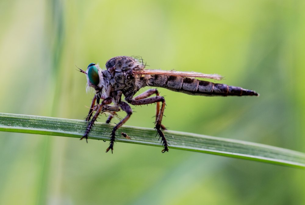 Photograph by Talal Hamooad alHarati