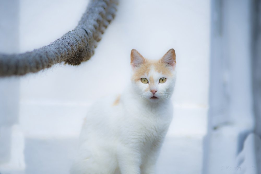 Photograph by MAREVI DENAXA