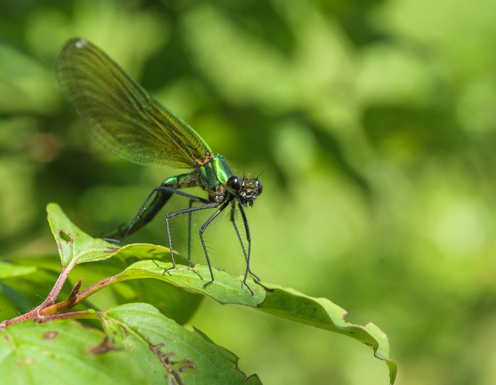 Photograph by Jaroslav Vyhnicka