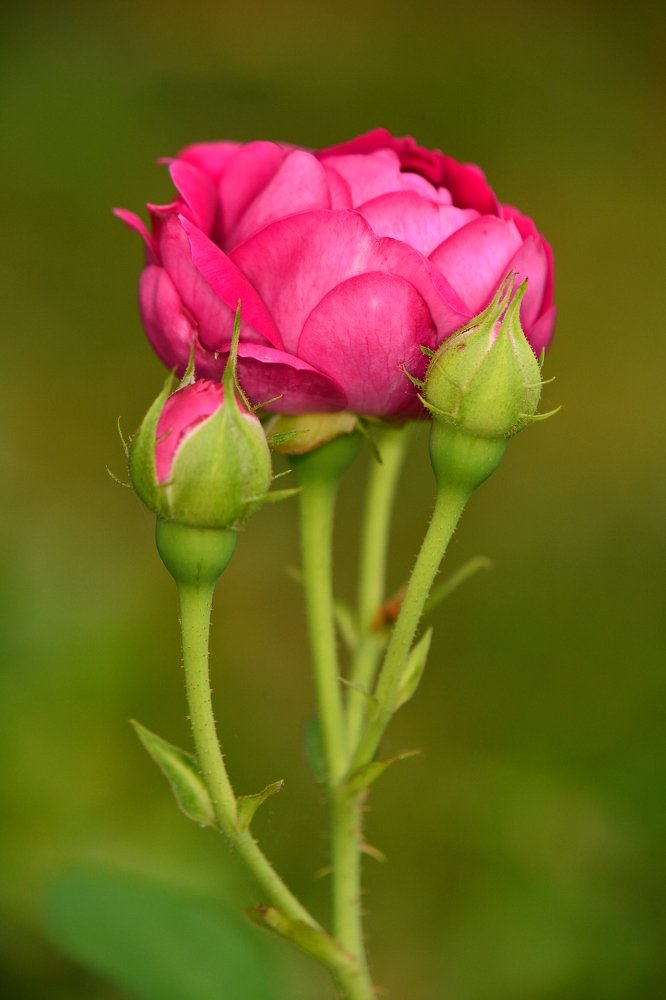 Красная роза.