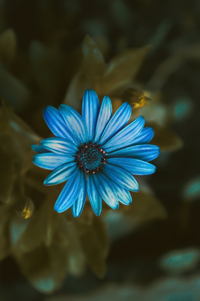 Photograph by Yashika Jain