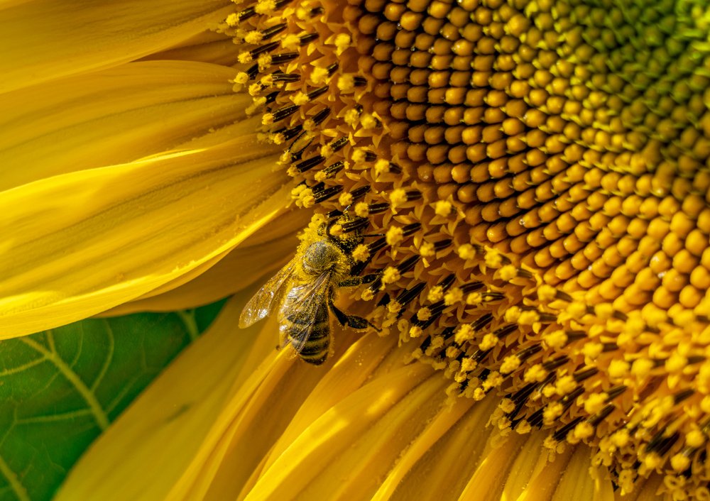 Photograph by Игорь Кляхин