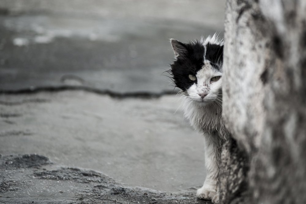 Photograph by MAREVI DENAXA