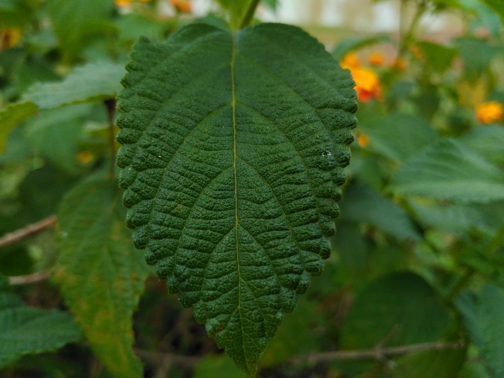 Photograph by  Krishna dule