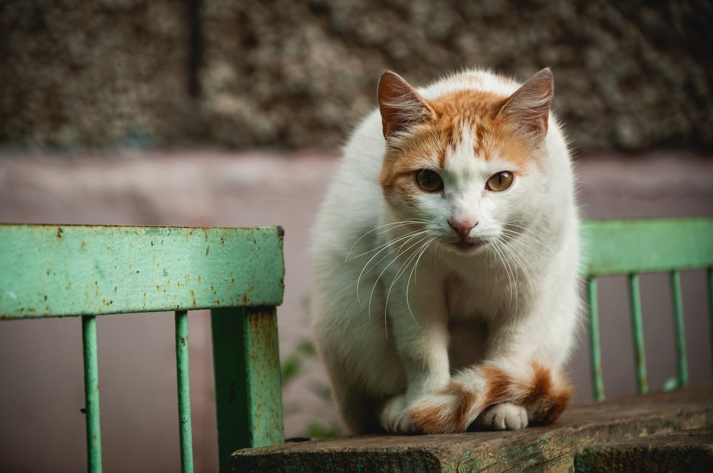 Photograph by Артём Шемякин