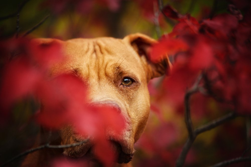 Photograph by Ирина Корх