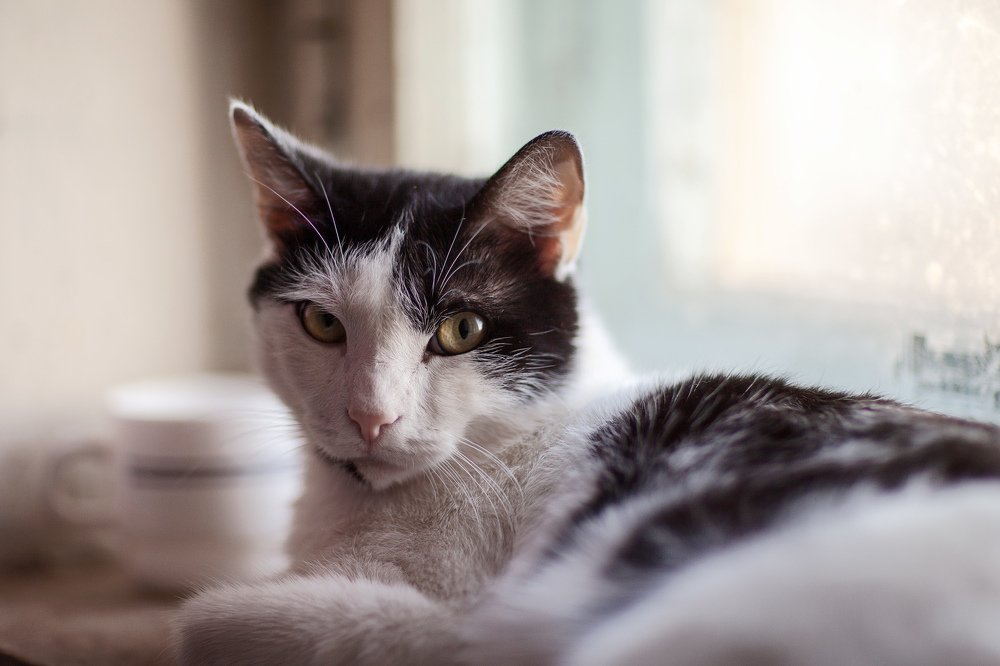 Кот на окне