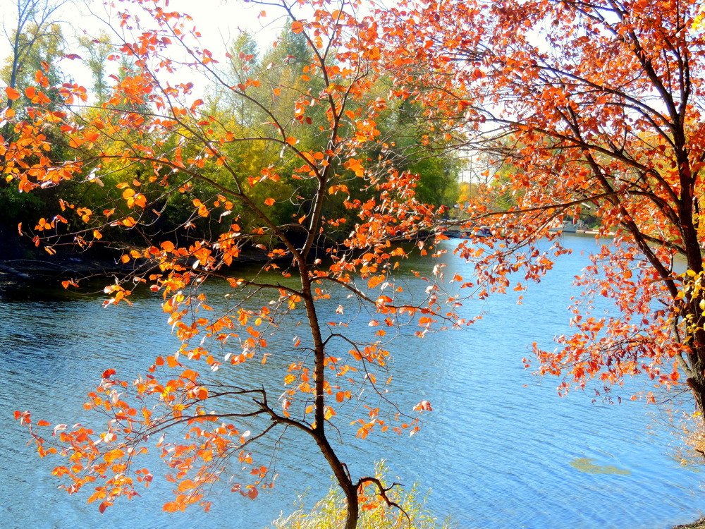 Осеннее кружево