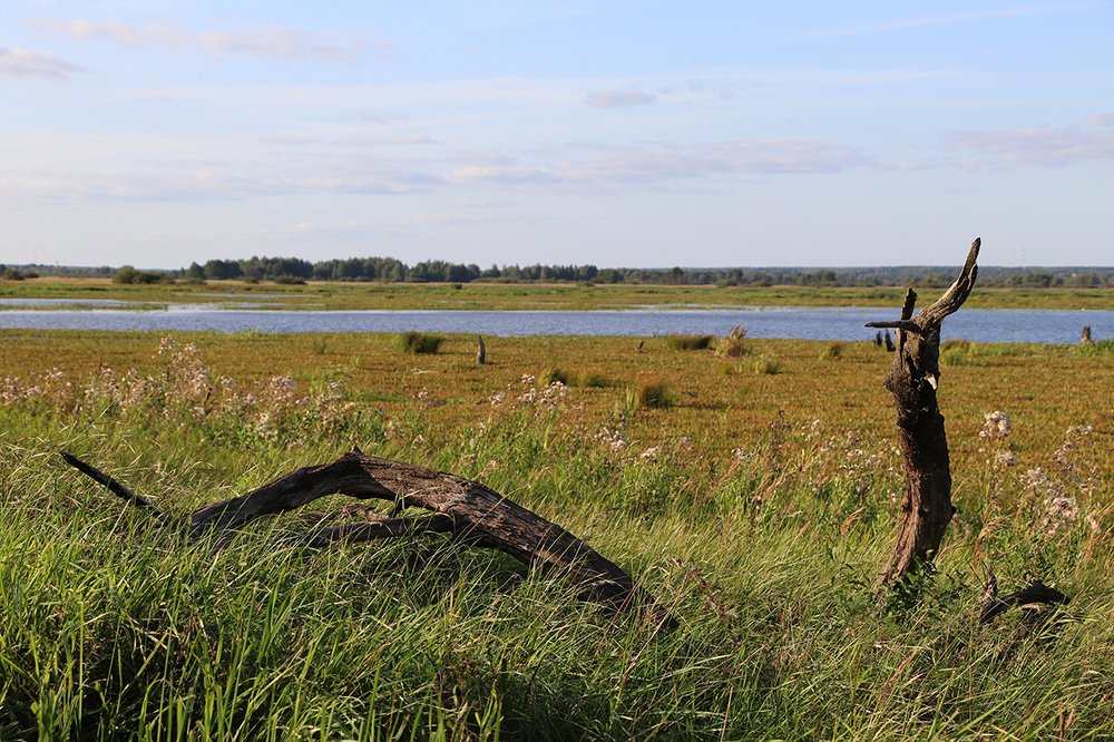 Коряги в заливных лугах