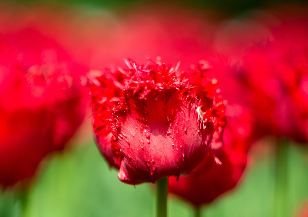 Photograph by Юлия Борт