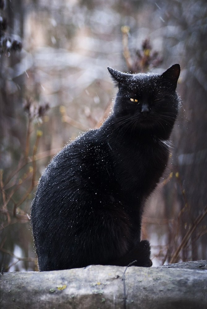 Мечтая об уюте