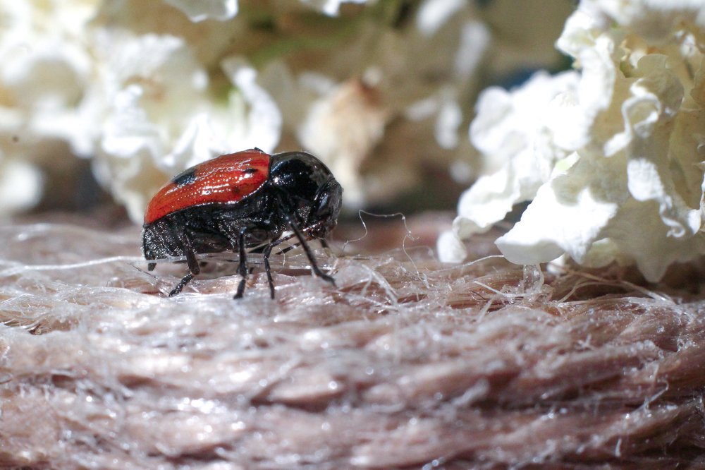 Photograph by Анастасия Сосновская