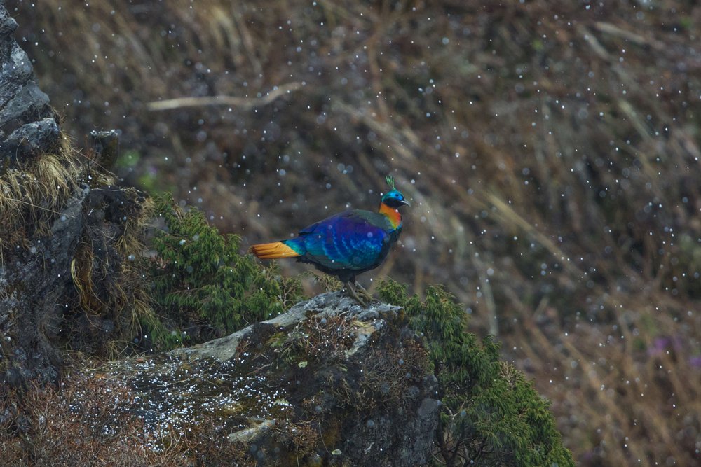 Фотография автора Sudipta Chakraborty