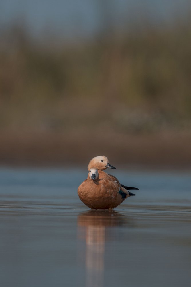 Фотография автора Sudipta Chakraborty