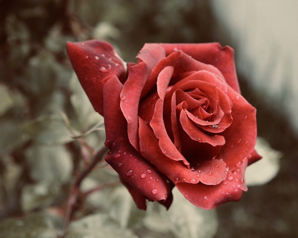 Photograph by 