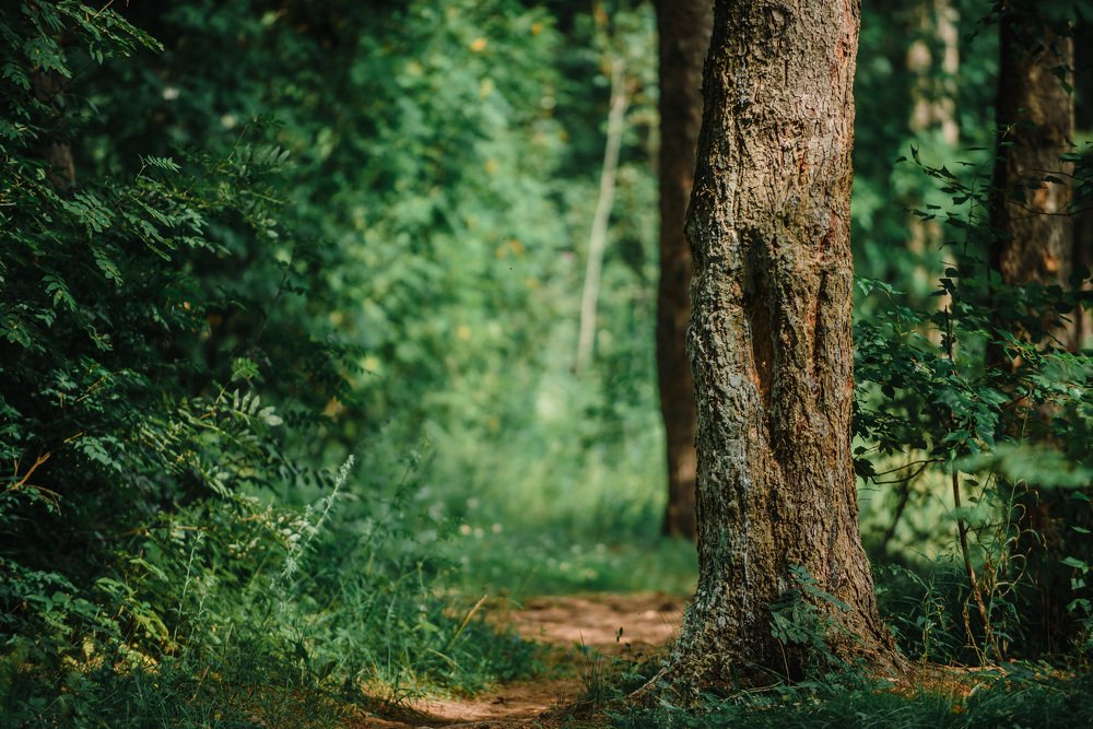 Фотография автора Паша Петров