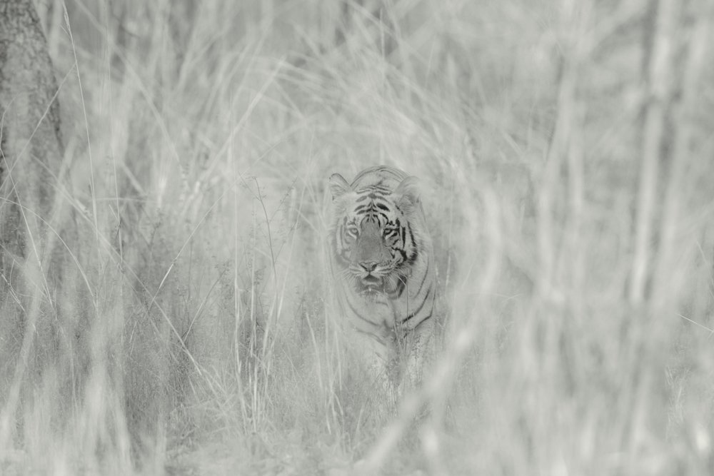 Фотография автора Sudipta Chakraborty