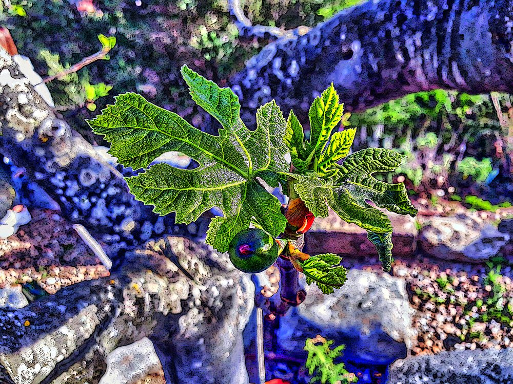 Photograph by Josep M. Bove Veciana