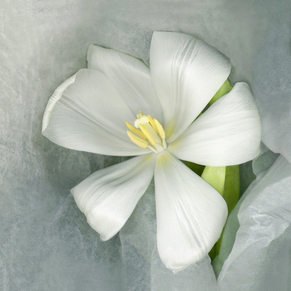 Photograph by Наталья Коньшина