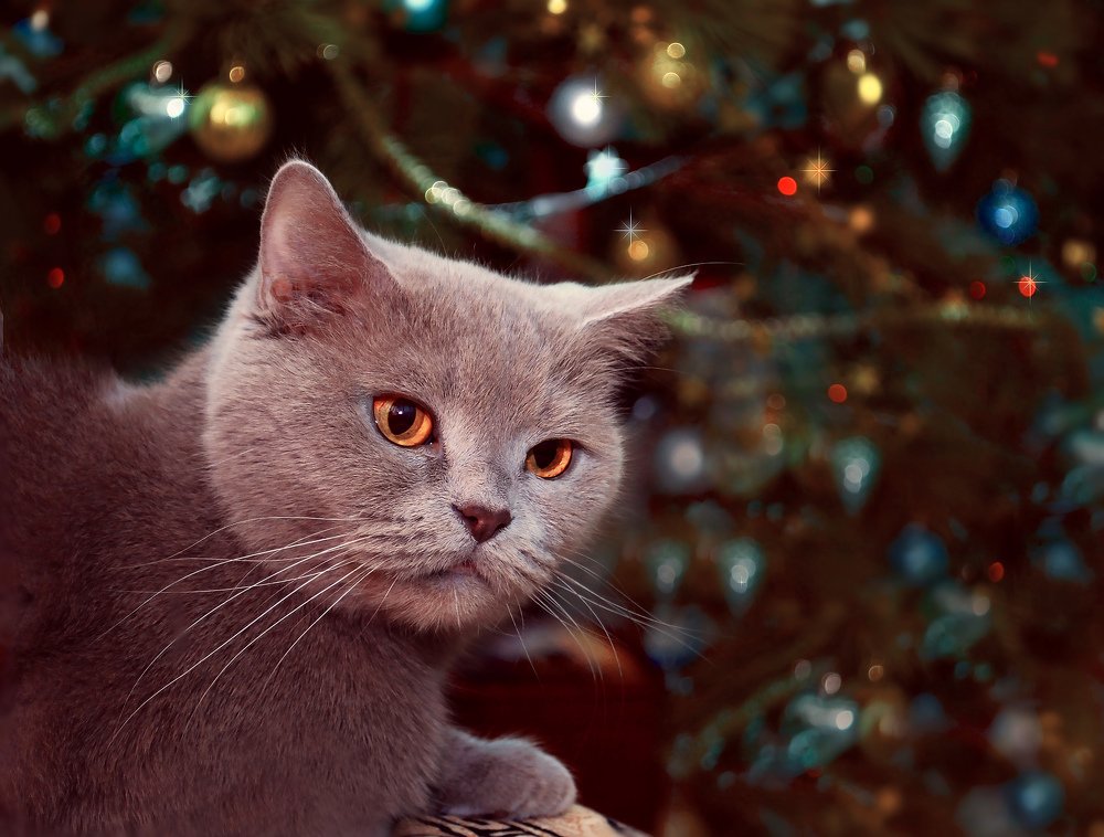 Кошка новогодняя обыкновенная