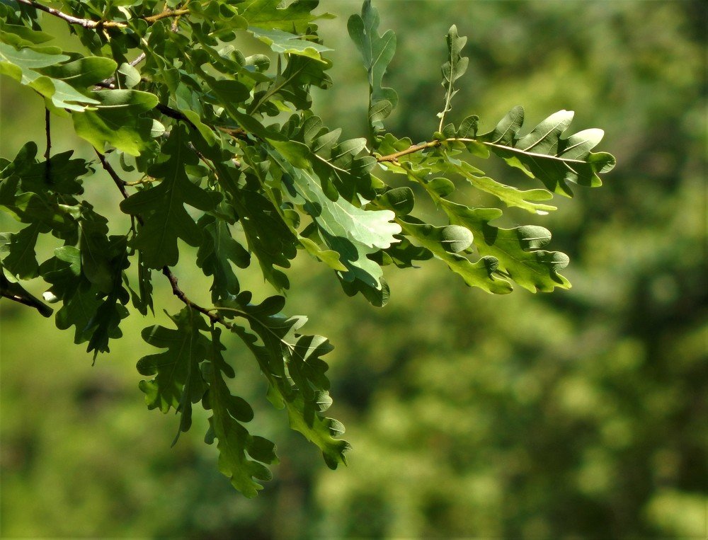 Photograph by Ирина Самойленко