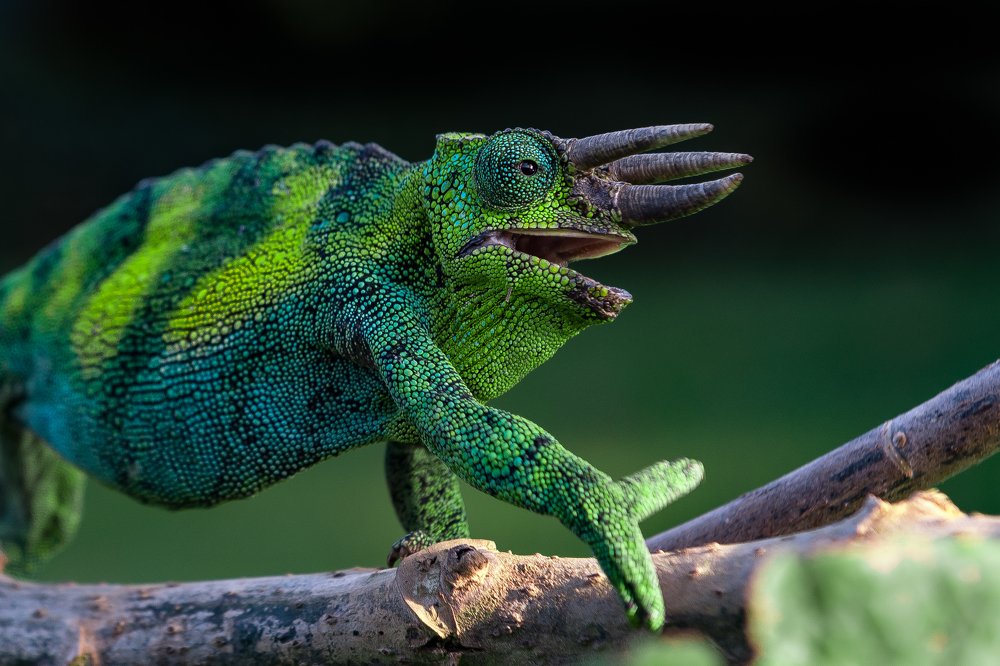 Singing Chameleon