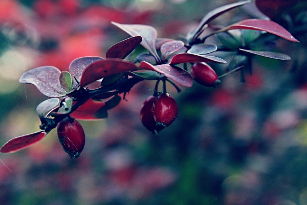 Фотография автора Найденова Алина