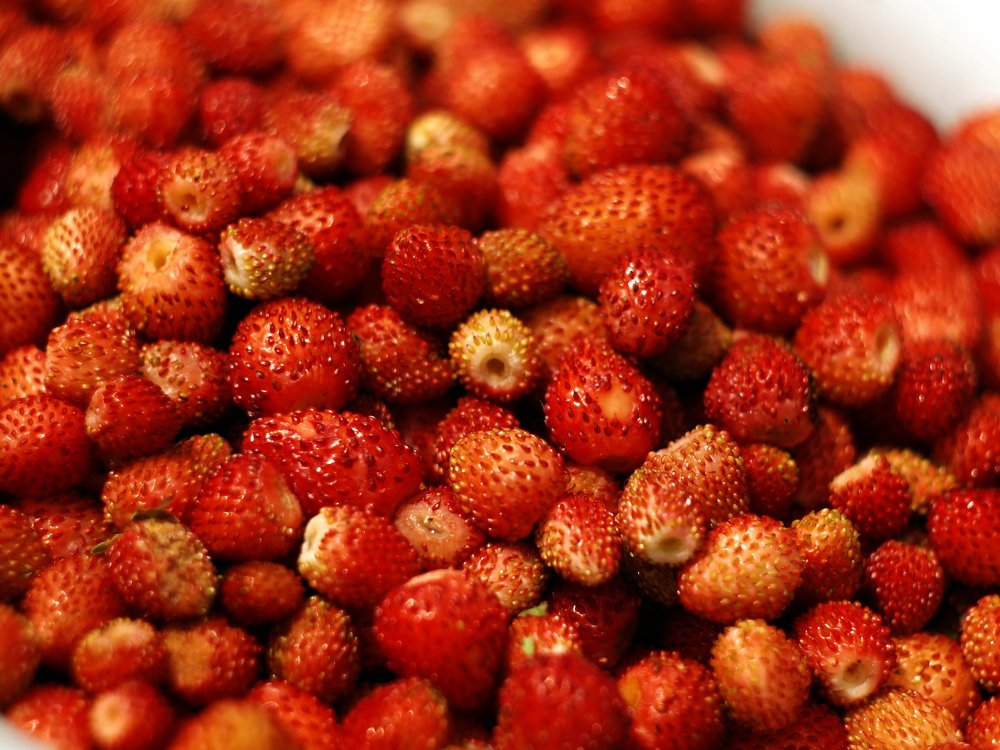 земляника лесная / wild strawberryy