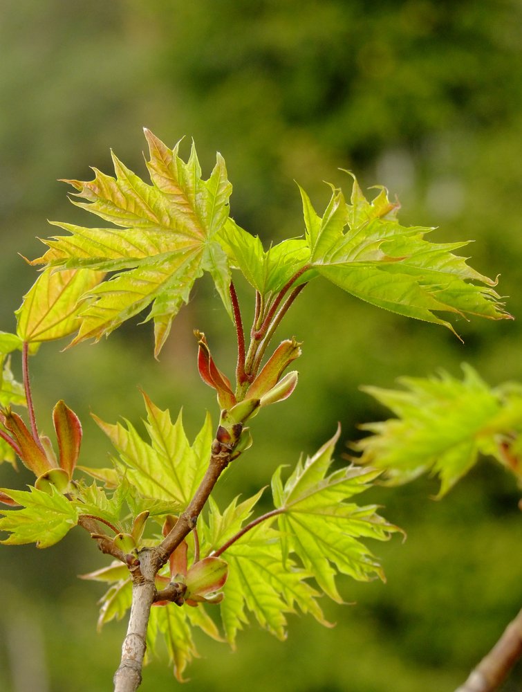 Фотография автора Гоголев Игорь