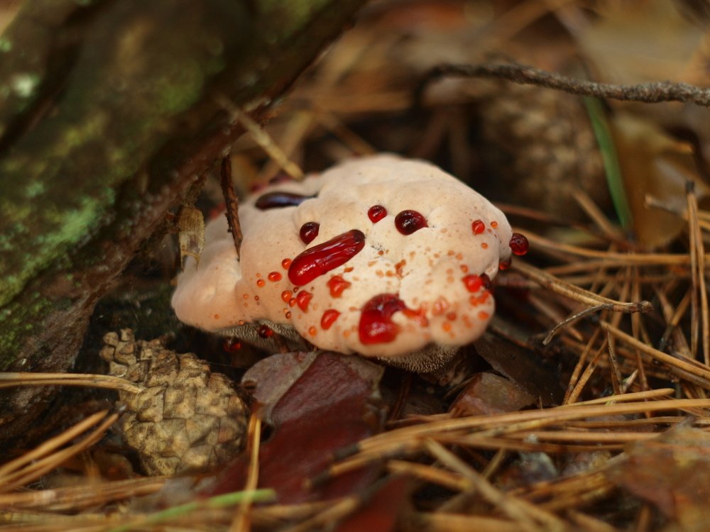 Гриб Кровавый Зуб / Bleedinq Tooth Funqus