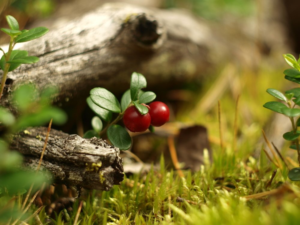 Photograph by Дмитрий Васючков