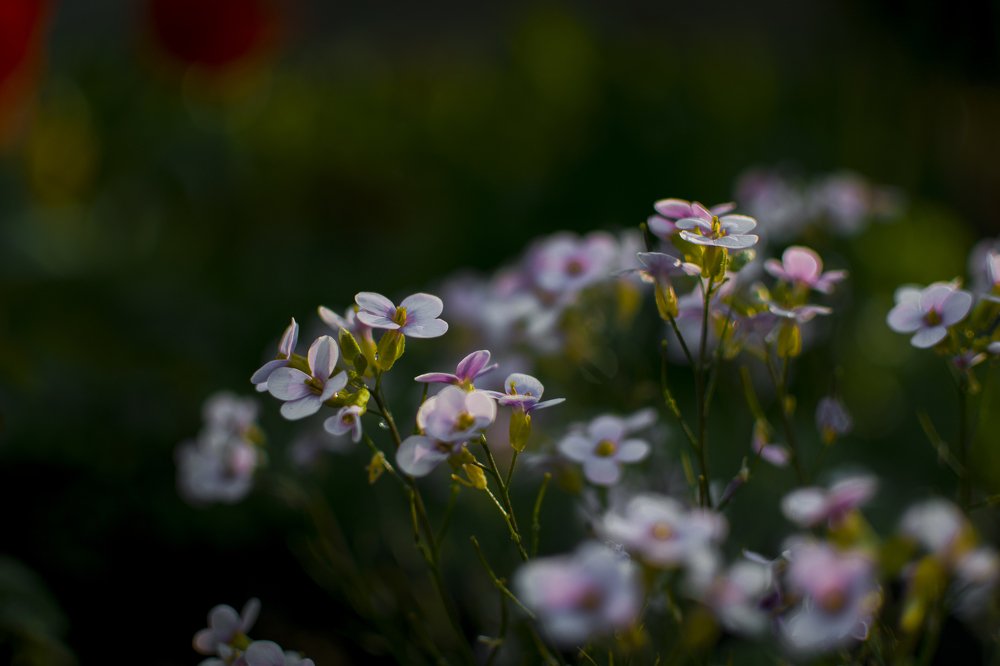 Photograph by Олександр Дмитрук