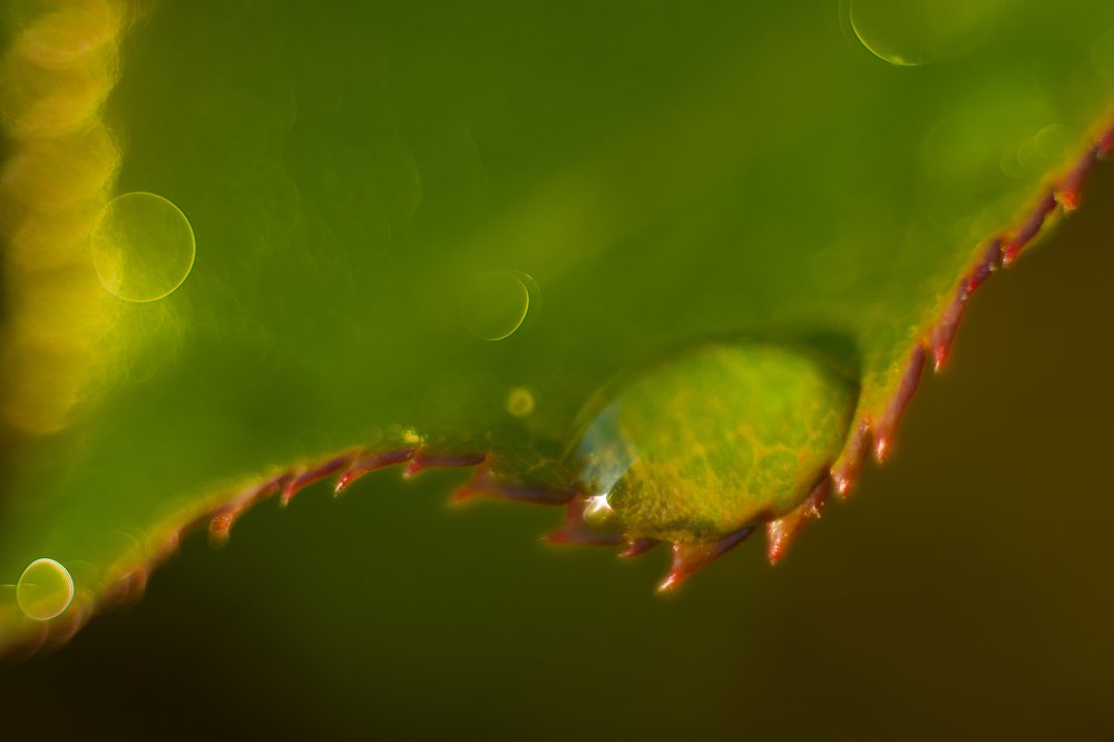 Photograph by Олександр Дмитрук