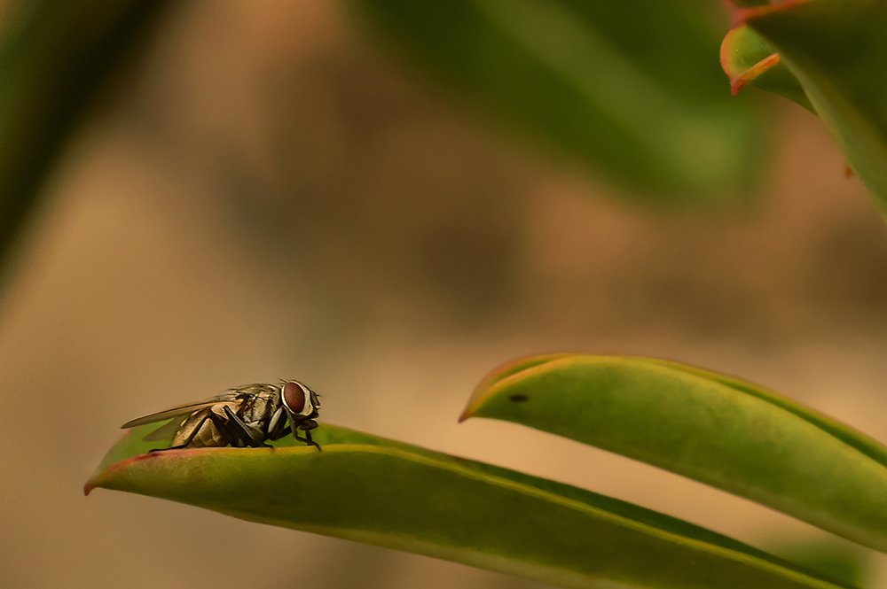 Photograph by Mithun Sil