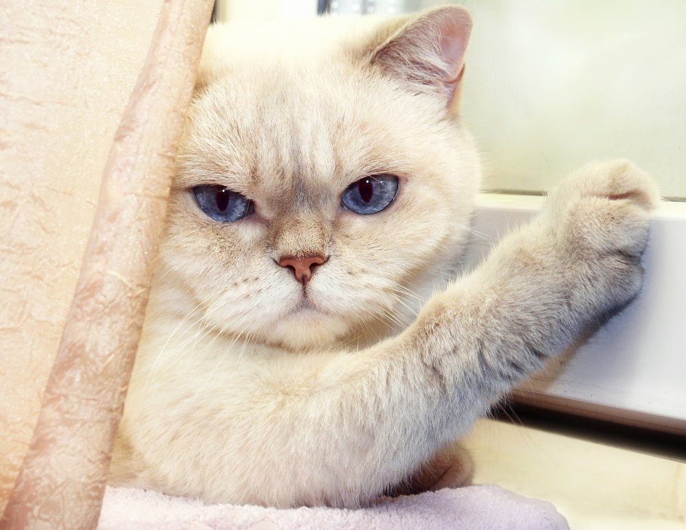 Кошка на окошке