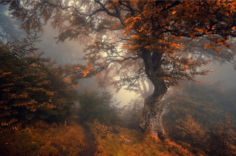 У лукоморья...