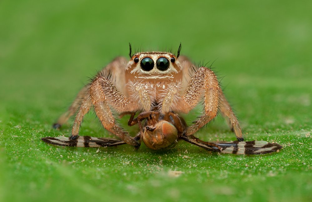 Photograph by Riyad Hamzi