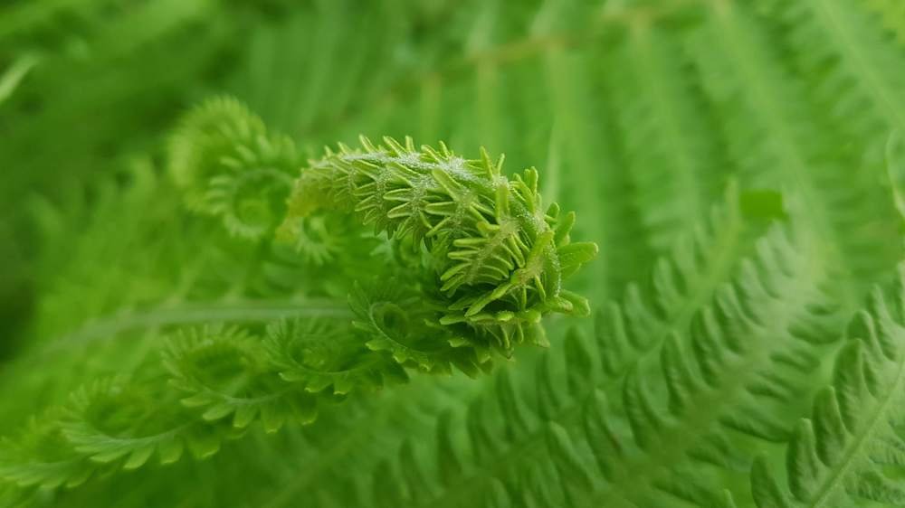 Росток папоротника