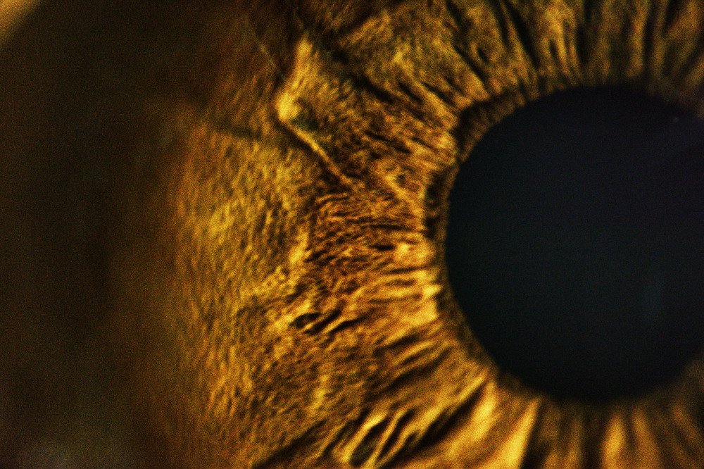 EYE PUPIL AND IRIS