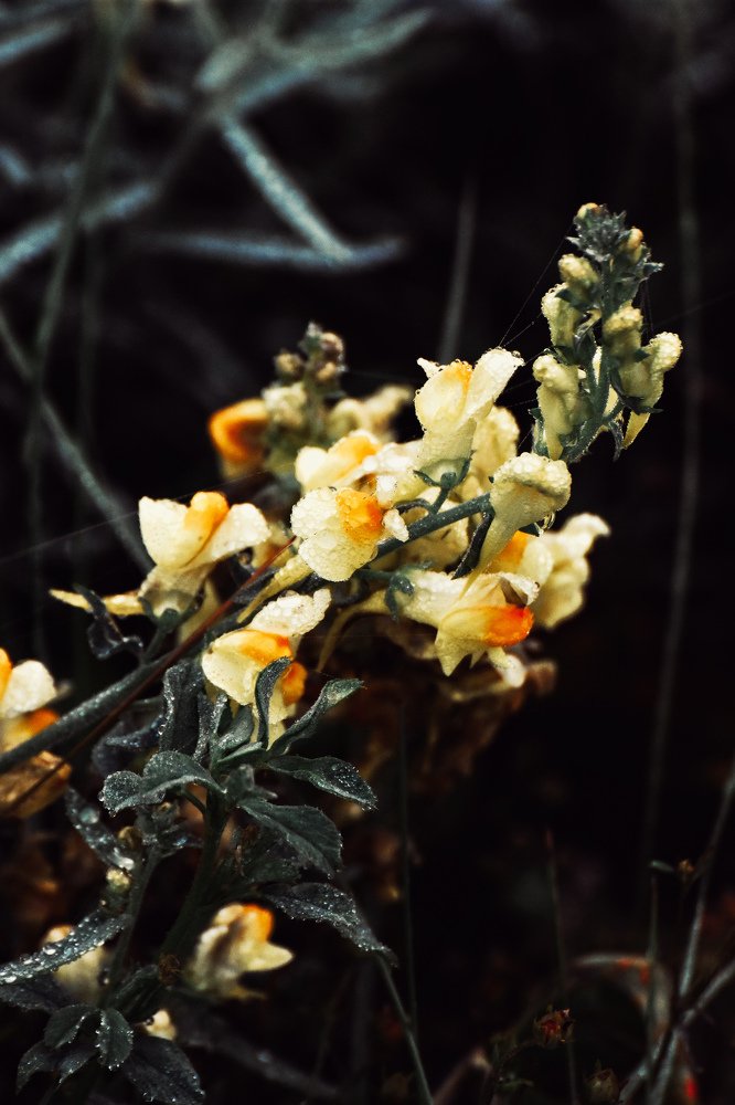 Жёлтое кимоно.