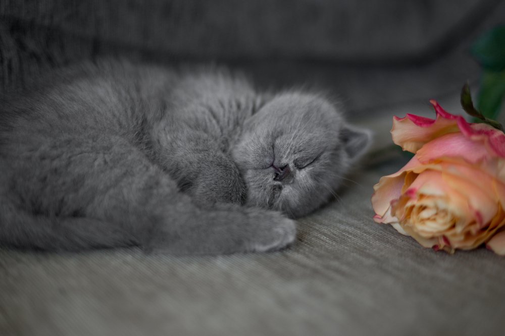 Photograph by Ольга Плаксина