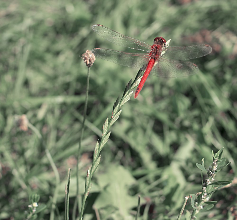 Photograph by Юлия Козаева