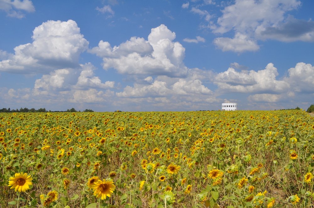 Подсолнухи
