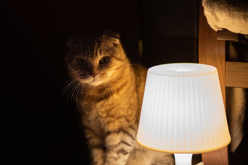 Дом.Улица.Кот.