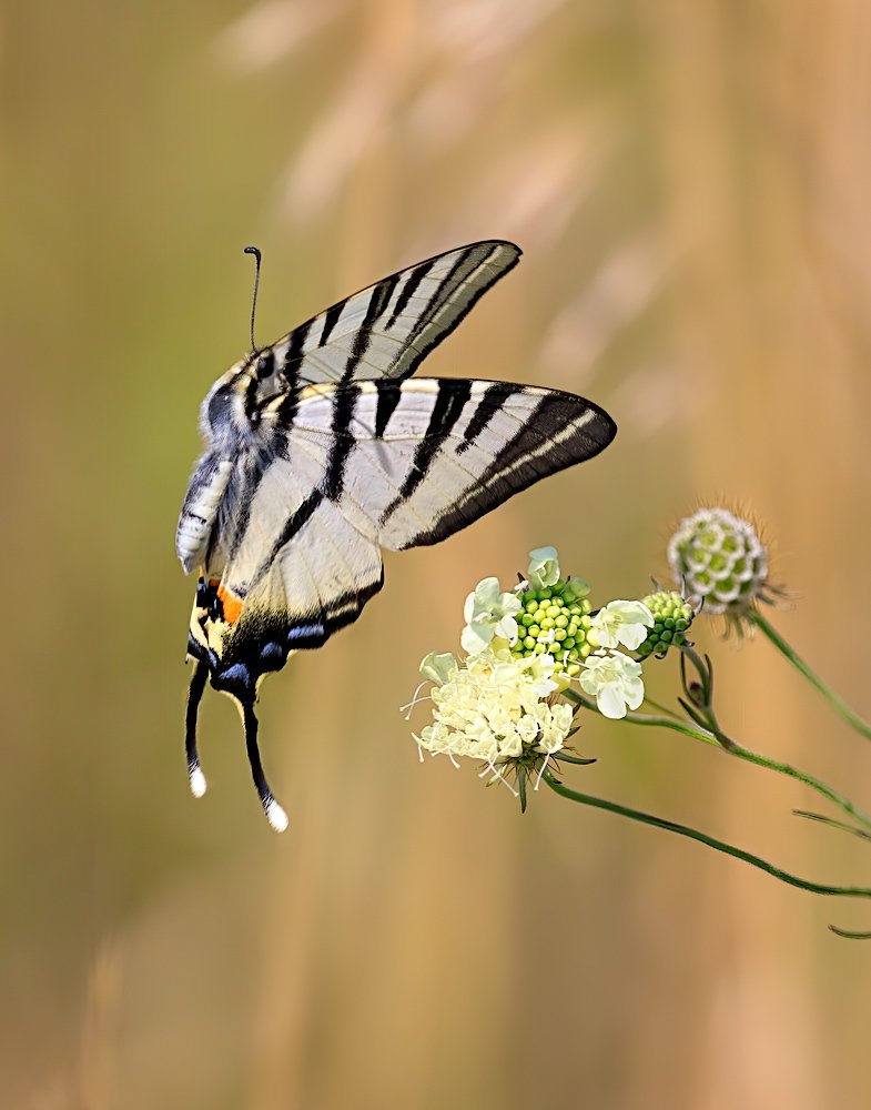 Крылатый танец
