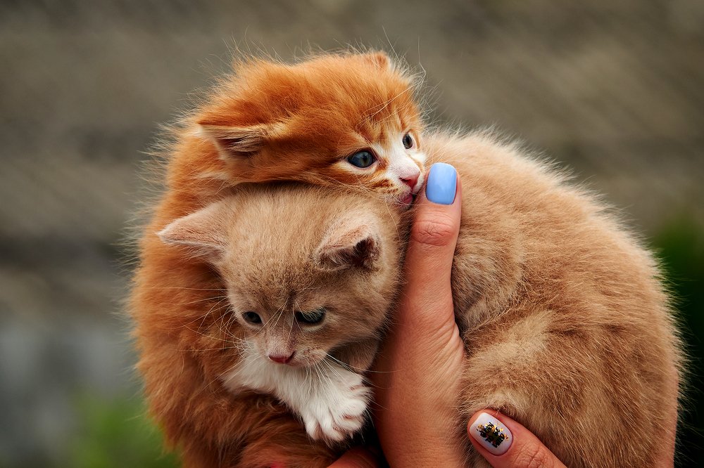 Фотография автора Иван Юркевич